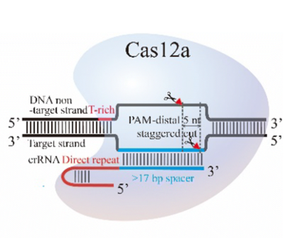 CAS12a.png