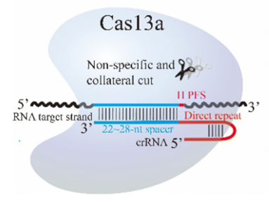 CAS13a.png