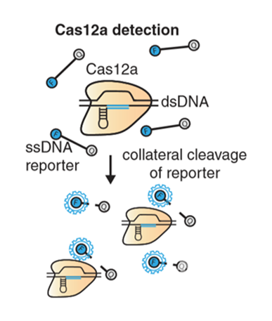 cas12a检测.png