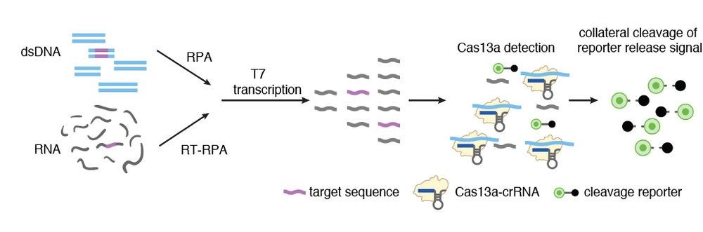 cas13a荧光.jpg