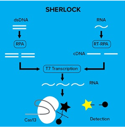 cas13.png