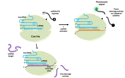 cas14a.png