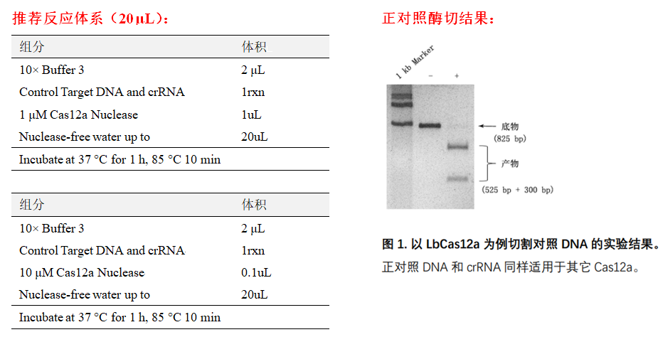 Cas12a.png