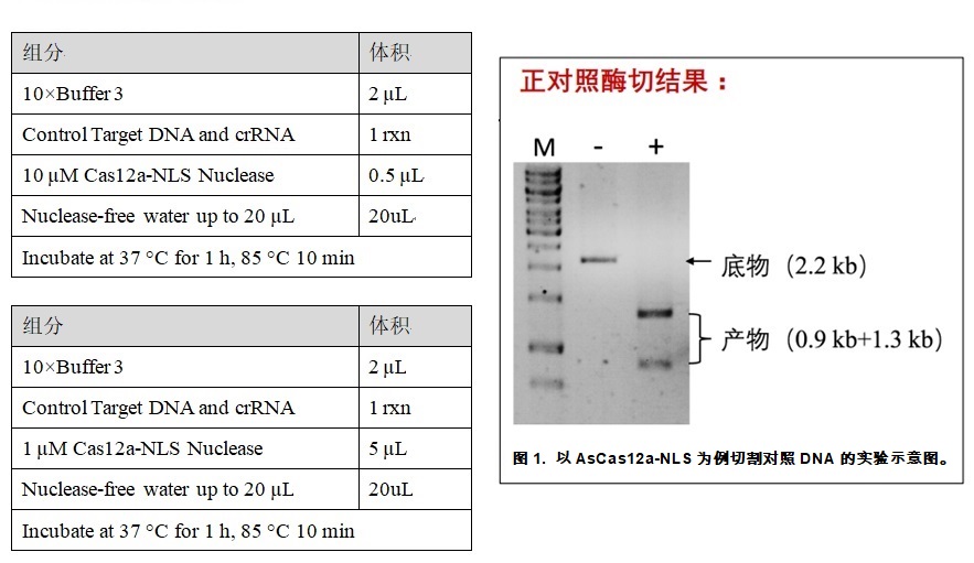 ASCas12a-NLS.jpg