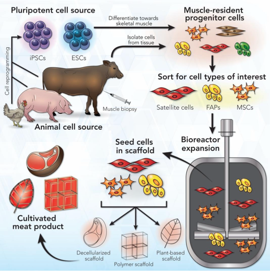 细胞肉培养过程.png